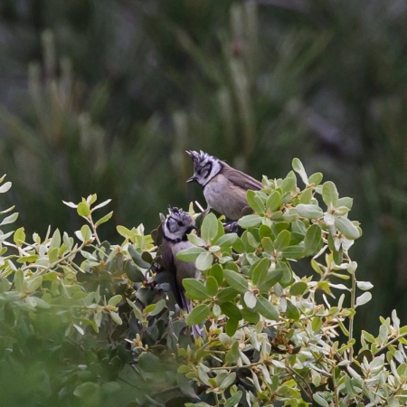 Sierra de Crestillina  Crested Tits